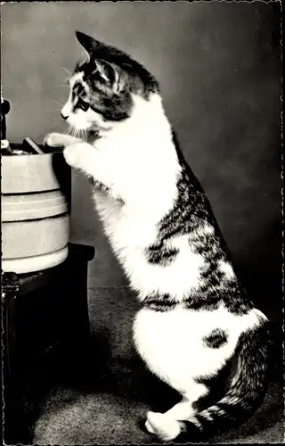 Ak Katze, Kitten, Getigert, Weißer Bauch, Stehend, Eimer, Hocker
