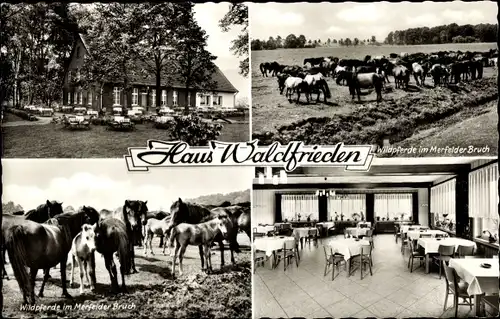 Ak Dülmen im Münsterland, Haus Waldfrieden, Wildpferde im Merfelder Bruch