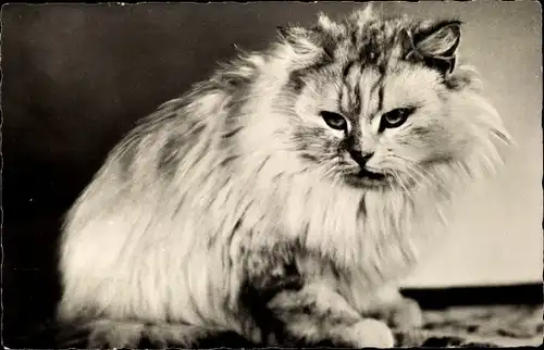 Ak Katze, Langhaarig, Porträt, Nahaufnahme
