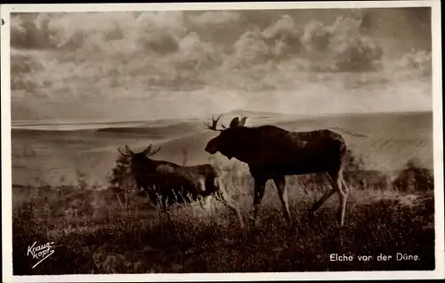 Ak Elche vor der Düne