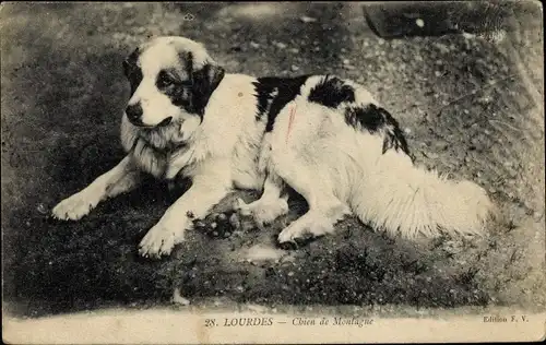 Ak Lourdes Hautes Pyrénées, Chien de Montagne