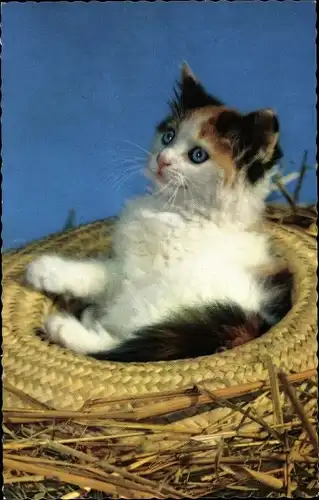 Ak Katze, Kitten, Aus dem Körbchen schauend