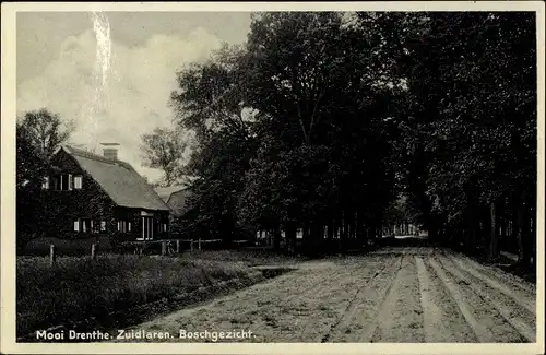 Ak Zuidlaren Drenthe Niederlande, Boschgezicht