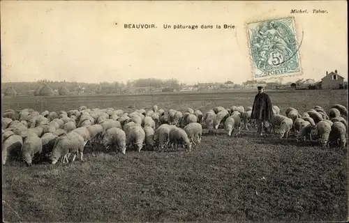 Ak Beauvoir Seine et Marne, Troupeau de Moutons avec le Berger