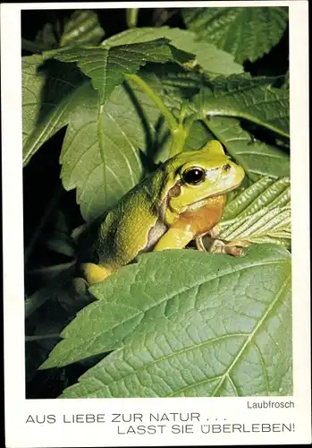 Ak Laubfrosch, Aus Liebe zur Natur, lasst sie überleben