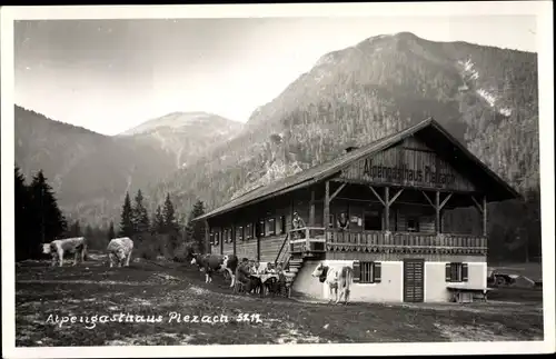 Ak Pertisau Eben am Achensee in Tirol, Alpengasthaus Plezach, Kühe