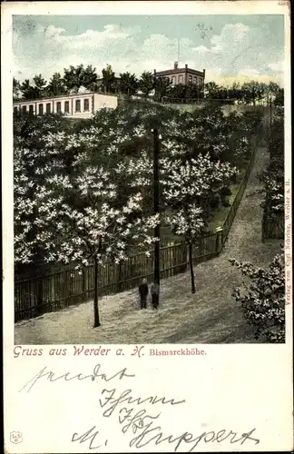 Ak Werder an der Havel, Bismarckhöhe, Baumblüte