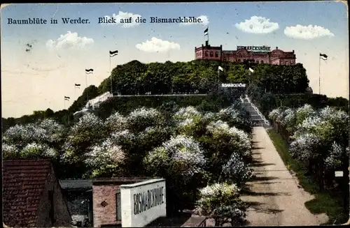 Ak Werder an der Havel, Bismarckshöhe während der Baumblüte
