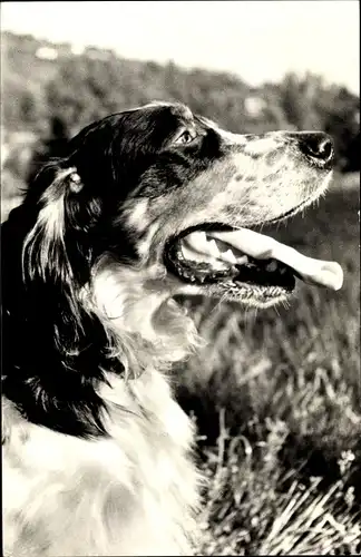 Foto Ak Hundeportrait