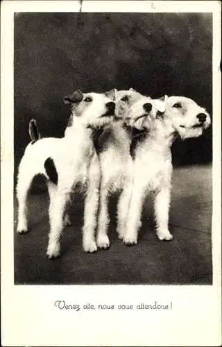 Ak Drei Hunde, Terrier