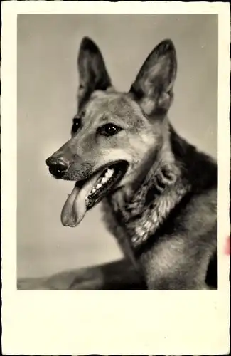 Foto Ak Hundeportrait, Schäferhund