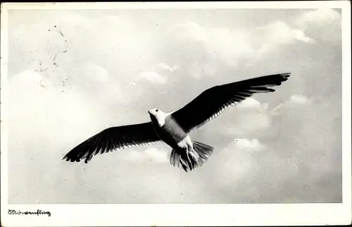 Künstler Ak Mövenflug