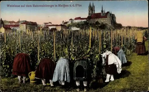 Ak Meißen in Sachsen, Weinlese auf dem Ratsweinberge, Dom