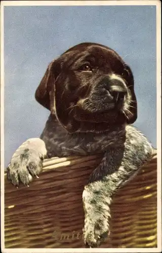 Ak Hundeportrait, Jagdhund