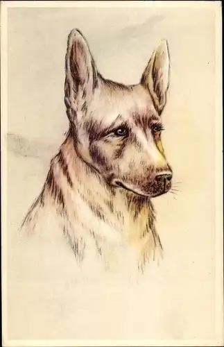 Künstler Ak Hundeportrait