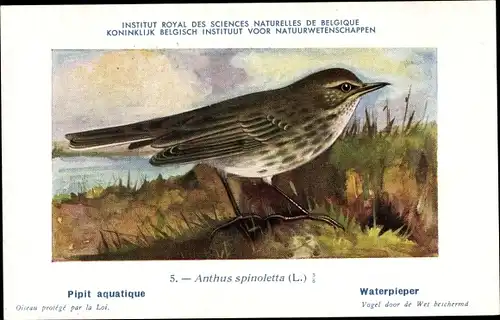 Künstler Ak Dupond, Hub., Anthus spinoletta, Waterpieper, Nr 5