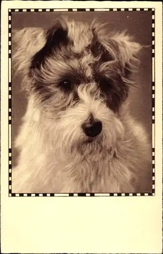 Ak Hundeportrait, langhaariger Hund