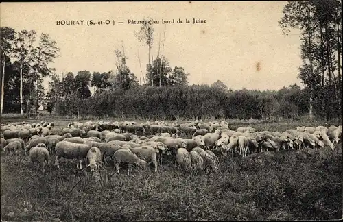 Ak Bouray Essonne, Pâture au Bords de la Juine