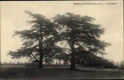 Ak Roissy en France Val d’Oise, Les Cèdres