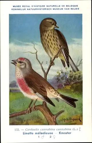 Künstler Ak Dupond, Hub., Linotte melodieuse, Kneuter, Nr. 133