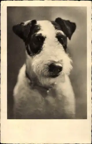 Ak Terrier, Portrait