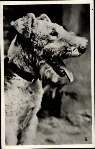 Ak Terrier Hund, Portrait