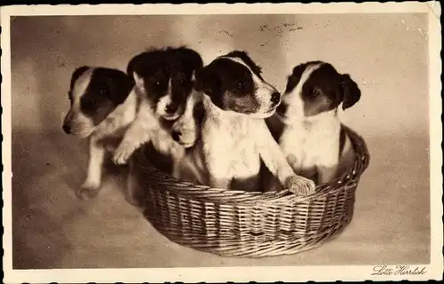 Ak Hundewelpen in einem Weidenkorb, Fotografin Lotte Herrlich
