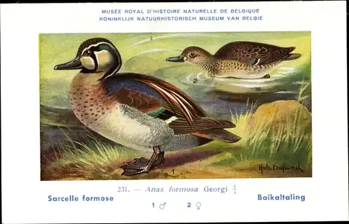 Künstler Ak Dupond, Hub., Musee Naturelle de Belgique, Sarcelle formose, Baikaltaling, Nr. 231