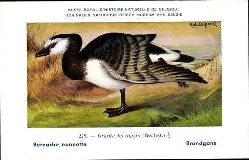 Künstler Ak Dupond, Hub., Musee Naturelle de Belgique, Bernache nonnette, Brandgans, Nr. 225