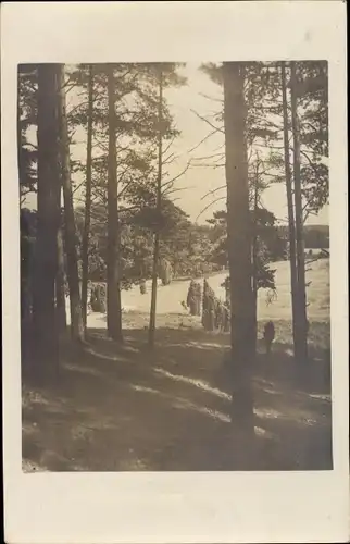 Foto Ak Wilsede Bispingen im Heidekreis, Am Wilseder Berg, Waldpartie