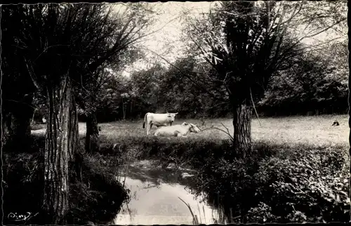 Ak Villecresnes Val-de-Marne, Bords du Réveillon