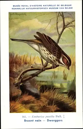 Künstler Ak Dupond, Hub., Bruant nain, Dwerggors, Nr. 161