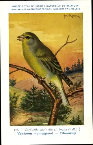 Künstler Ak Dupond, Hub., Venturon montagnard, Citroensijs, Nr. 143