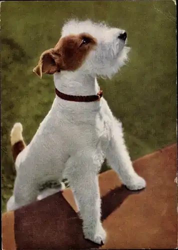 Ak Terrier Hund, Portrait