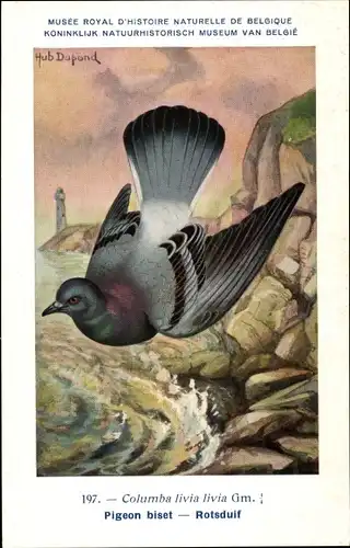 Künstler Ak Dupond, Hub., Pigeon biset, Rotsduif, Nr. 197