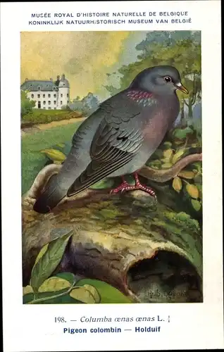 Künstler Ak Dupond, Hub., Pigeon colombin, Holduif, Nr. 198