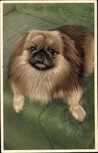 Künstler Ak Pekingese Hund, Portrait