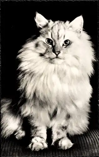 Ak Katze, langes Fell, Portrait