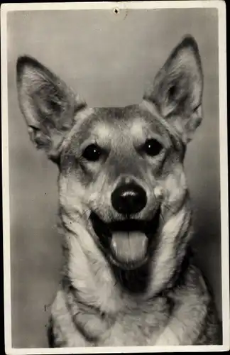 Ak Schäferhund, Portrait, Amag 117