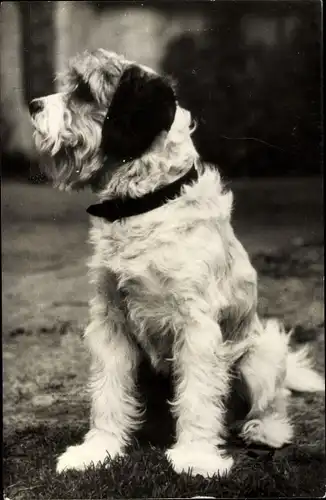 Ak Hund macht Sitz, Portrait