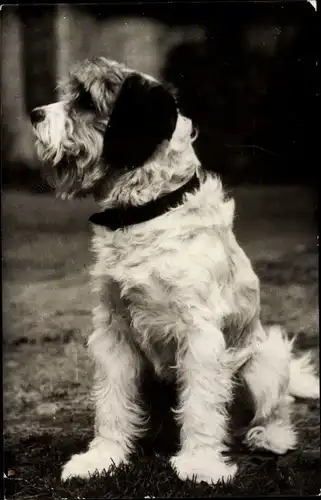 Ak Hund macht Sitz, Portrait