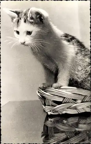 Ak Junge Katze auf einem Korb, Portrait