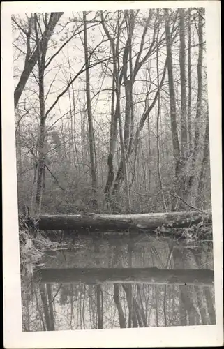 Ak Seine et Marne, Bois sur les Bords de la Rivière