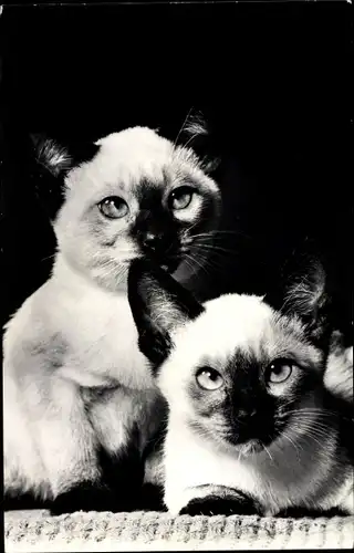 Ak Zwei siamesische Katzen, Burma Katzen, Portrait