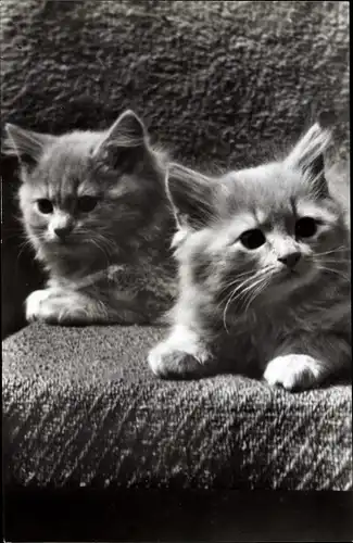 Ak Zwei Katzenbabys, Portrait