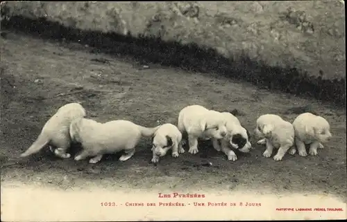 Ak Chiens des Pyrenees, Hundewelpen