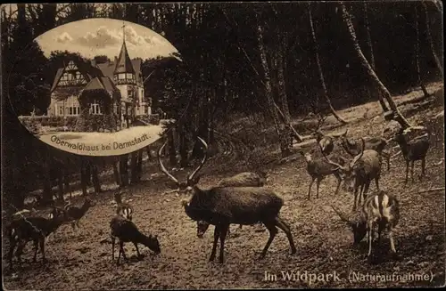 Ak Darmstadt in Hessen, Oberwaldhaus, Im Wildpark