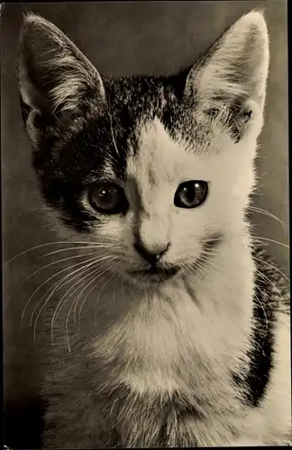 Ak Katze, Portrait