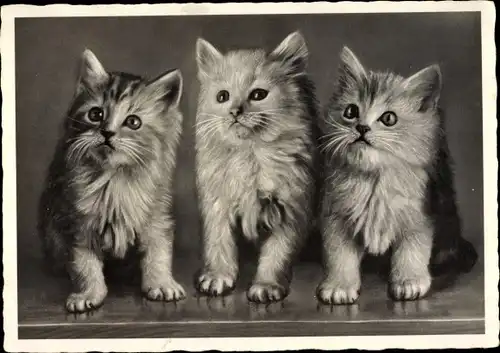 Ak Drei Katzenbabys, Portrait, EAS