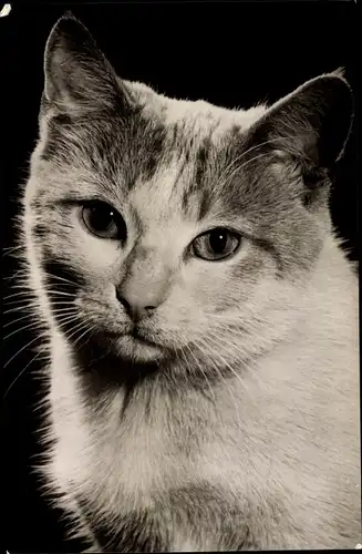 Ak Katze, Portrait